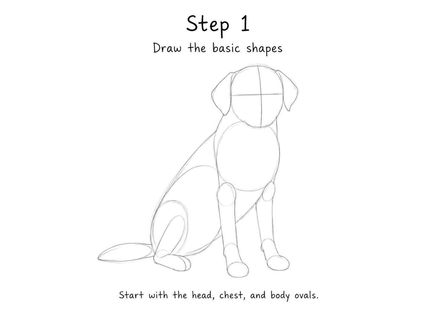 Step 1 of Labrador drawing tutorial: light pencil guide shapes showing a large oval body, a circle head, and a small rounded muzzle