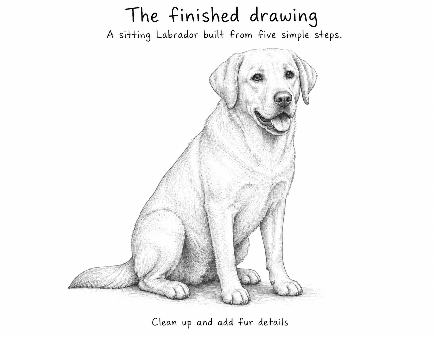 Finished pencil drawing of a sitting Labrador Retriever, the final result of this step by step tutorial